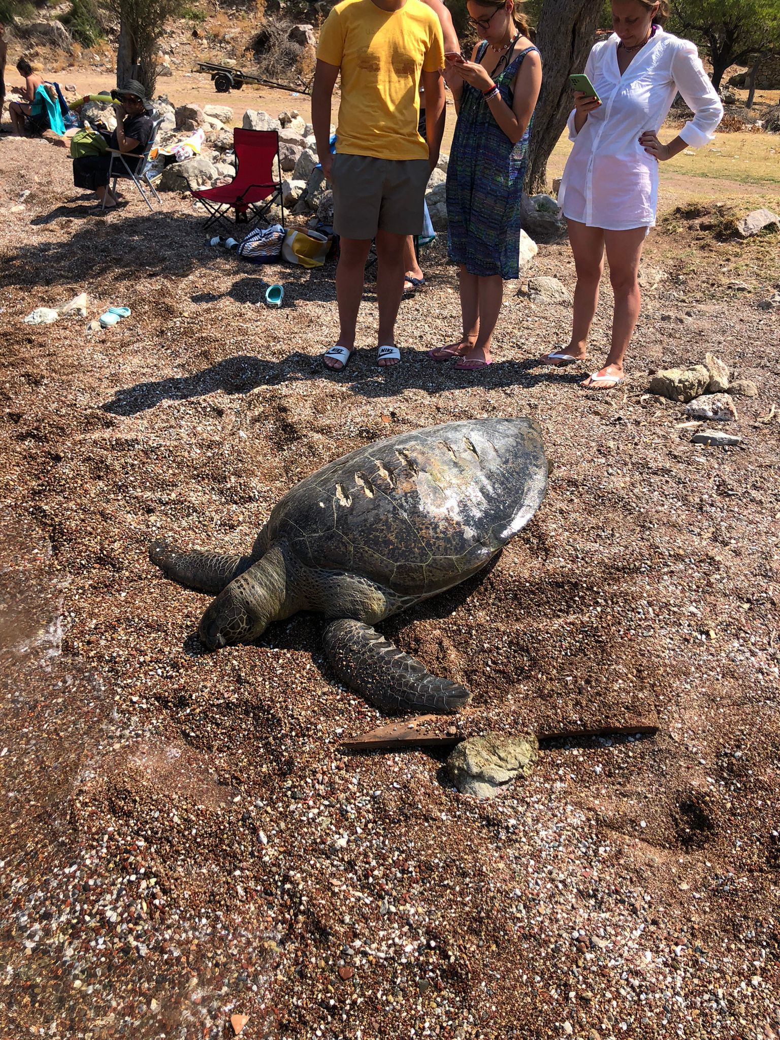 Caretta Caretta Cinsi Deniz Kaplumbağası Ölü Olarak Karaya Vurdu!